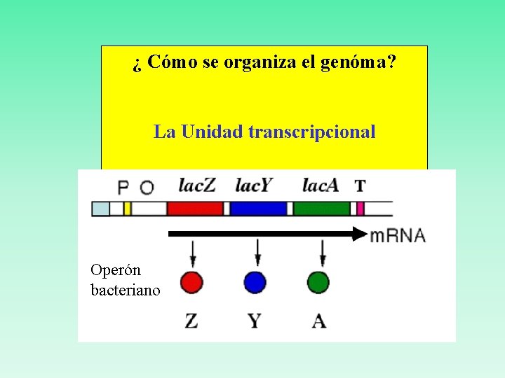 ¿ Cómo se organiza el genóma? La Unidad transcripcional Operón bacteriano 
