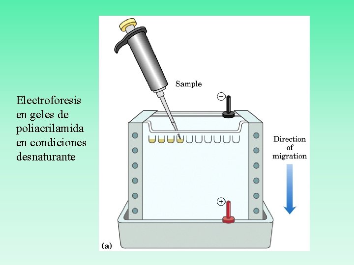 Electroforesis en geles de poliacrilamida en condiciones desnaturante 