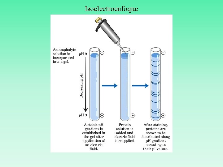 Isoelectroenfoque 