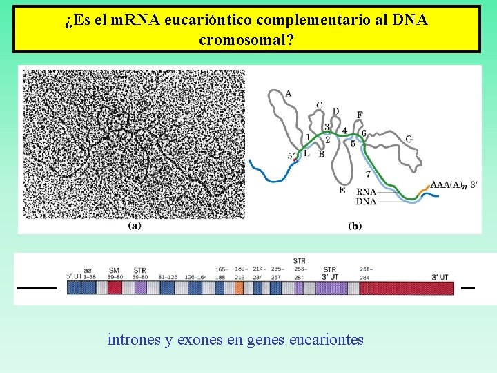 ¿Es el m. RNA eucarióntico complementario al DNA cromosomal? intrones y exones en genes