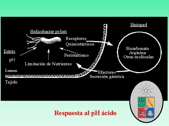 Huésped Helicobacter pylori Receptores Quimiotácticos Estrés Peristaltismo Bicarbonato Arginina Otras moléculas Limitación de Nutrientes