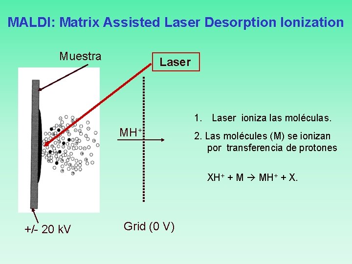 MALDI: Matrix Assisted Laser Desorption Ionization Muestra Laser hn 1. Laser ioniza las moléculas.
