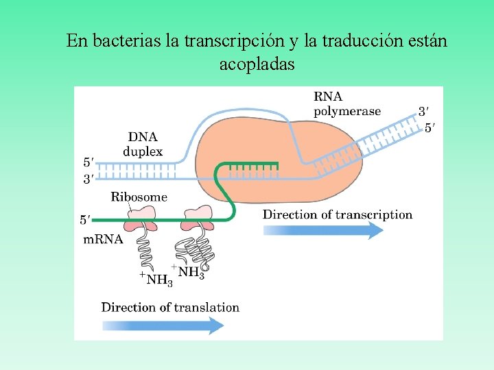 En bacterias la transcripción y la traducción están acopladas 