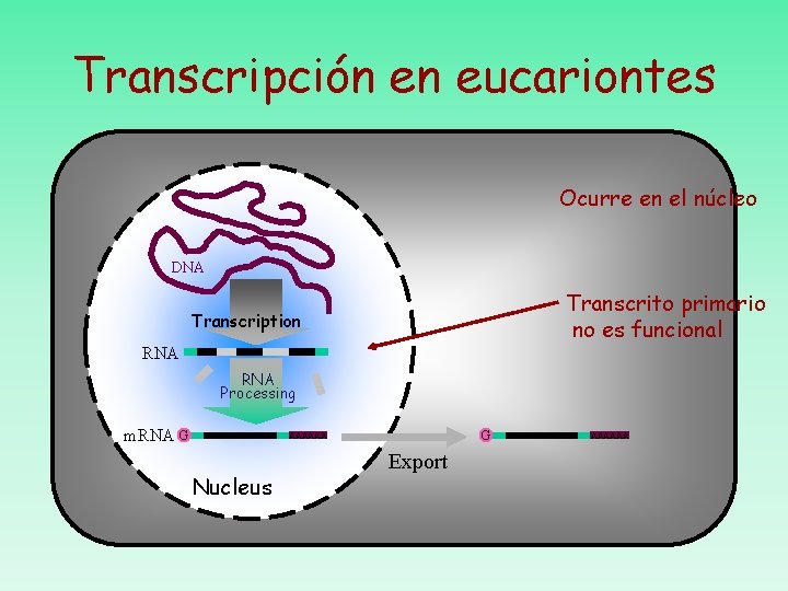 Transcripción en eucariontes Ocurre en el núcleo DNA Transcrito primario no es funcional Transcription