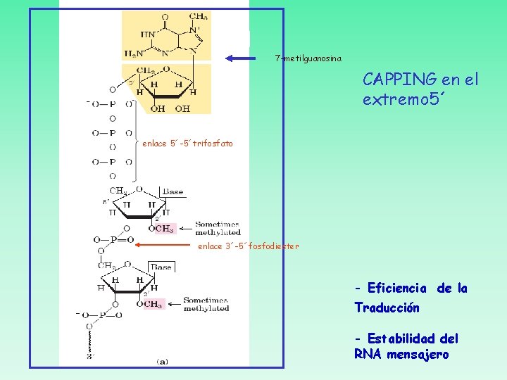7 -metilguanosina CAPPING en el extremo 5´ enlace 5´-5´trifosfato enlace 3´-5´fosfodiester - Eficiencia de