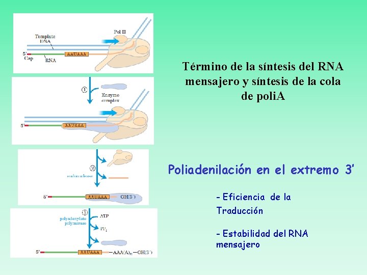 Término de la síntesis del RNA mensajero y síntesis de la cola de poli.