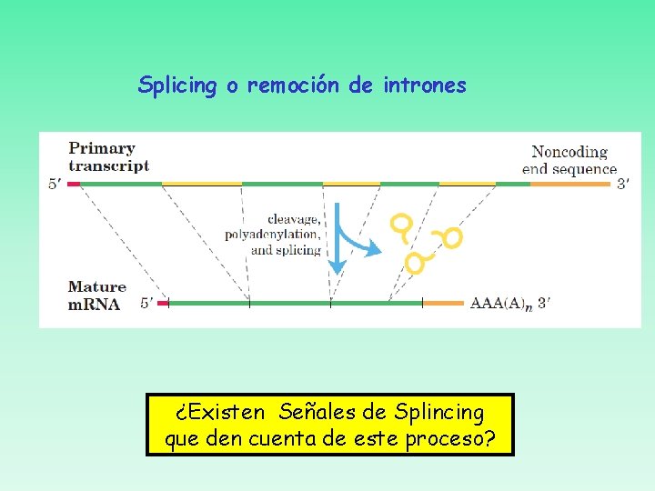 Splicing o remoción de intrones ¿Existen Señales de Splincing que den cuenta de este