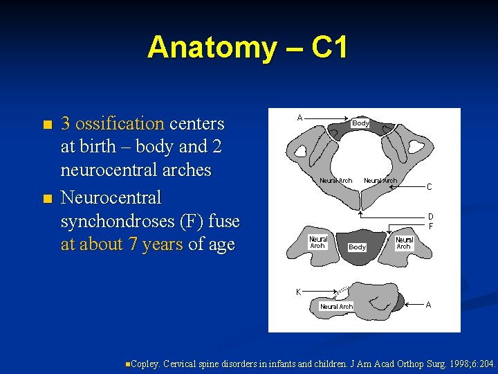 Anatomy – C 1 n n 3 ossification centers at birth – body and