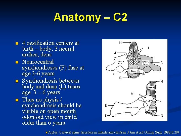 Anatomy – C 2 n n 4 ossification centers at birth – body, 2