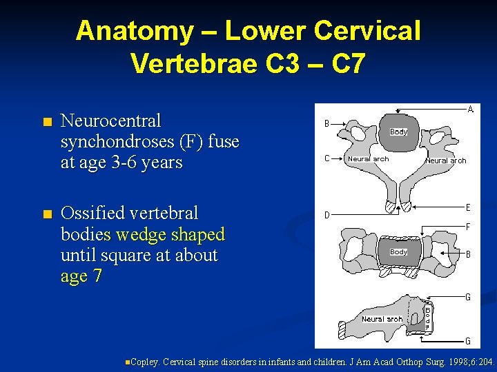 Anatomy – Lower Cervical Vertebrae C 3 – C 7 n Neurocentral synchondroses (F)