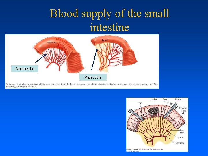 Blood supply of the small intestine Vasa recta Blood supply of the small intestine Vasa recta