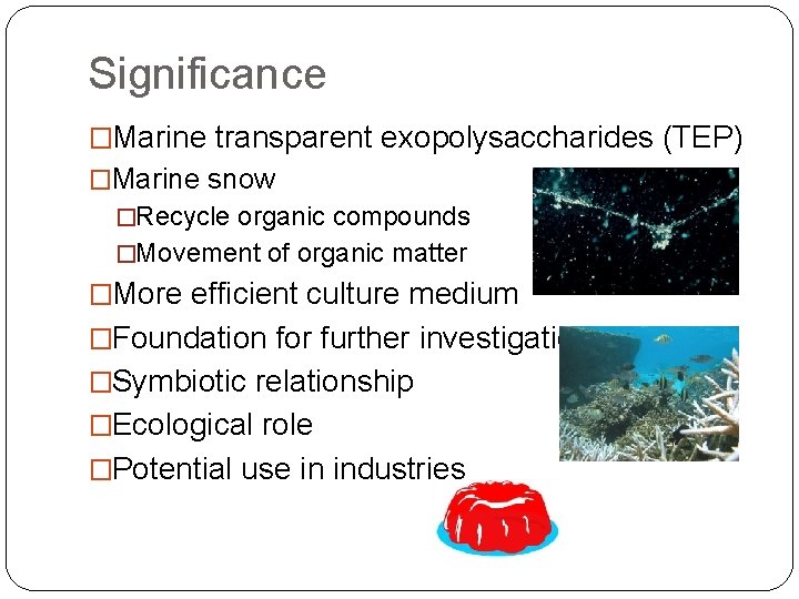Significance �Marine transparent exopolysaccharides (TEP) �Marine snow �Recycle organic compounds �Movement of organic matter