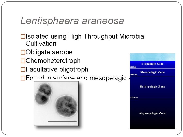 Lentisphaera araneosa �Isolated using High Throughput Microbial Cultivation �Obligate aerobe �Chemoheterotroph �Facultative oligotroph �Found