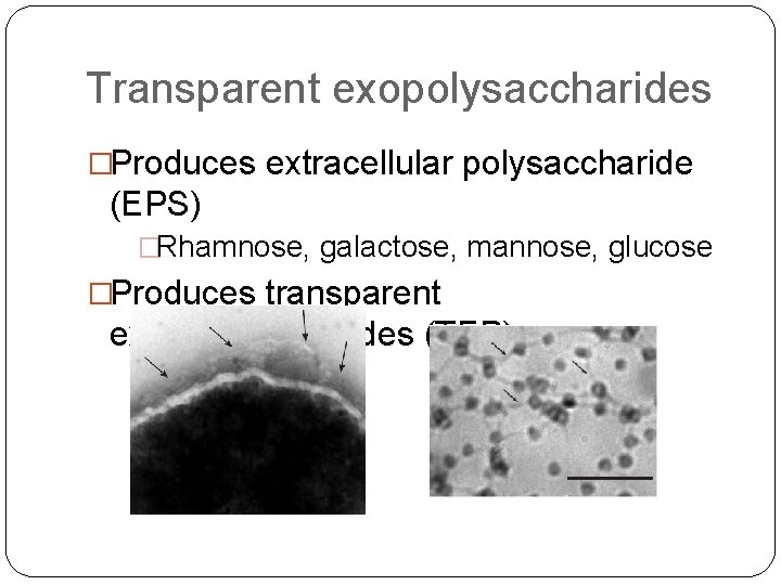 Transparent exopolysaccharides �Produces extracellular polysaccharide (EPS) �Rhamnose, galactose, mannose, glucose �Produces transparent exopolysaccharides (TEP)