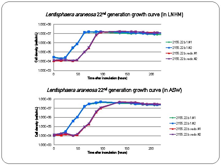 Lentisphaera araneosa 22 nd generation growth curve (in LNHM) Cell density (cells/m. L) 1.