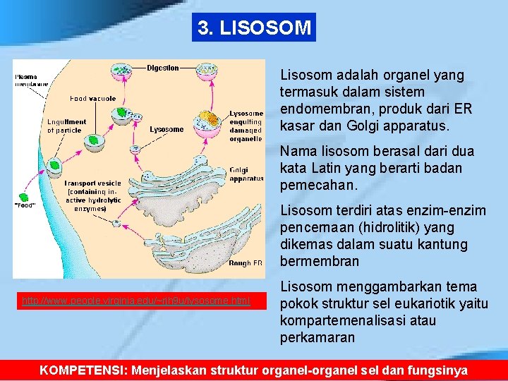 3. LISOSOM Lisosom adalah organel yang termasuk dalam sistem endomembran, produk dari ER kasar