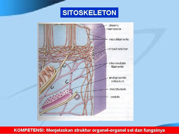SITOSKELETON KOMPETENSI: Menjelaskan struktur organel-organel sel dan fungsinya 