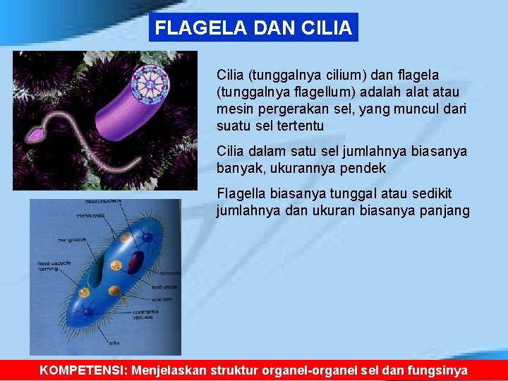 FLAGELA DAN CILIA Cilia (tunggalnya cilium) dan flagela (tunggalnya flagellum) adalah alat atau mesin
