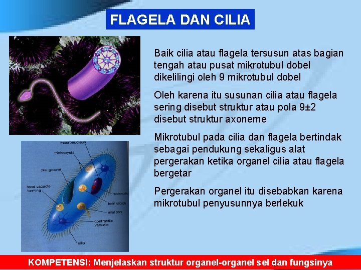 FLAGELA DAN CILIA Baik cilia atau flagela tersusun atas bagian tengah atau pusat mikrotubul