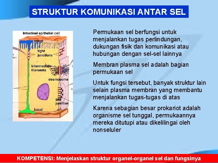 STRUKTUR KOMUNIKASI ANTAR SEL Permukaan sel berfungsi untuk menjalankan tugas perlindungan, dukungan fisik dan