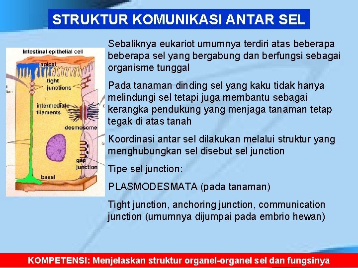 STRUKTUR KOMUNIKASI ANTAR SEL Sebaliknya eukariot umumnya terdiri atas beberapa sel yang bergabung dan