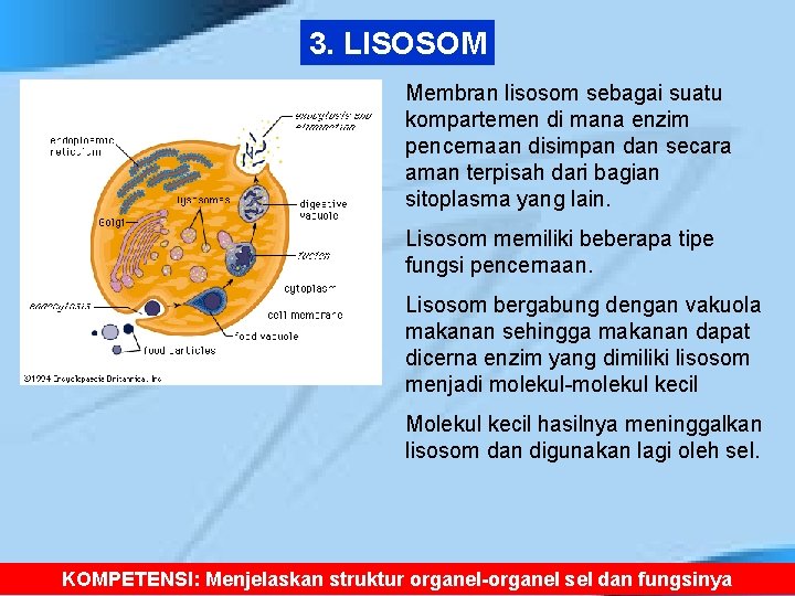 3. LISOSOM Membran lisosom sebagai suatu kompartemen di mana enzim pencernaan disimpan dan secara