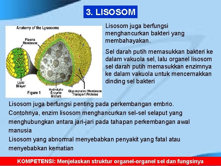 3. LISOSOM Lisosom juga berfungsi menghancurkan bakteri yang membahayakan. Sel darah putih memasukkan bakteri