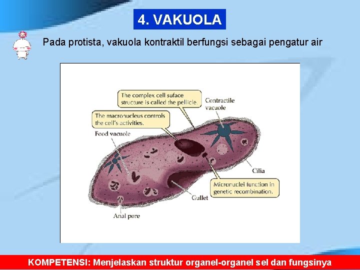 4. VAKUOLA Pada protista, vakuola kontraktil berfungsi sebagai pengatur air KOMPETENSI: Menjelaskan struktur organel-organel