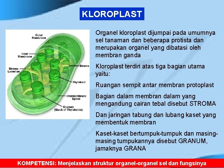 KLOROPLAST Organel kloroplast dijumpai pada umumnya sel tanaman dan beberapa protista dan merupakan organel