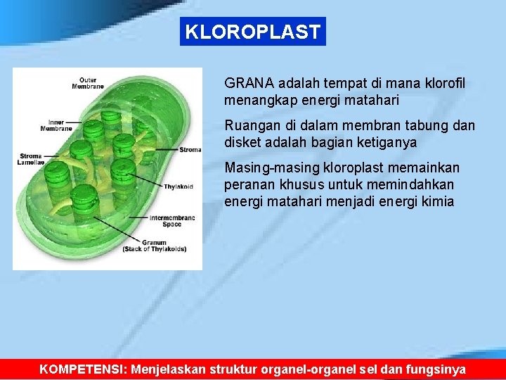 KLOROPLAST GRANA adalah tempat di mana klorofil menangkap energi matahari Ruangan di dalam membran