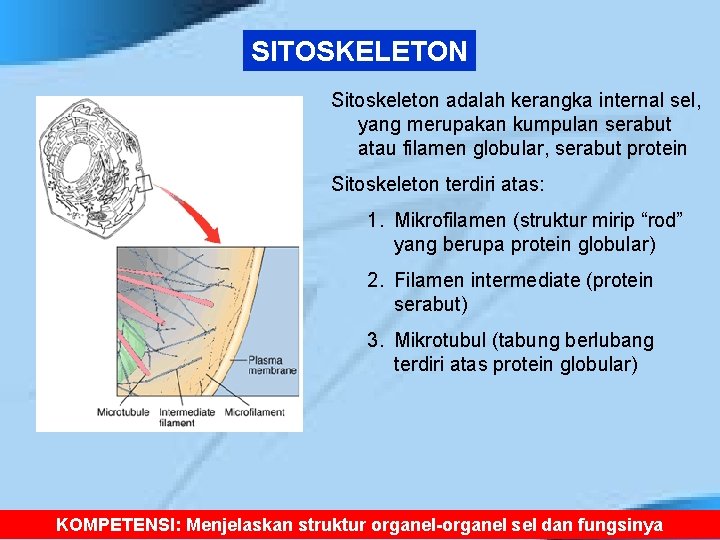 SITOSKELETON Sitoskeleton adalah kerangka internal sel, yang merupakan kumpulan serabut atau filamen globular, serabut