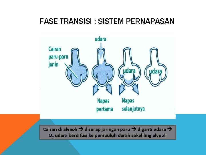 FASE TRANSISI : SISTEM PERNAPASAN Cairan di alveoli diserap jaringan paru diganti udara O