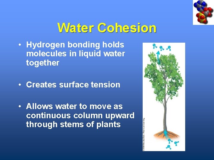 Water Cohesion • Hydrogen bonding holds molecules in liquid water together • Creates surface