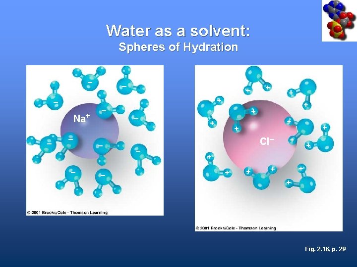 Water as a solvent: Spheres of Hydration – + + – Na+ – –