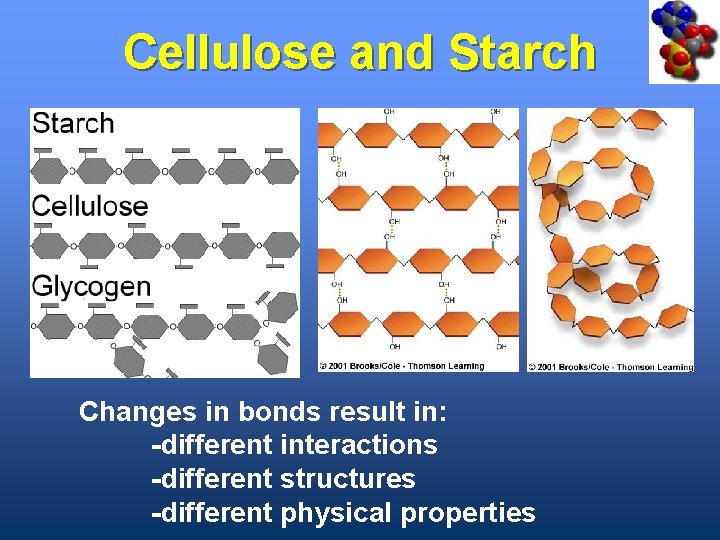 Cellulose and Starch Changes in bonds result in: -different interactions -different structures -different physical