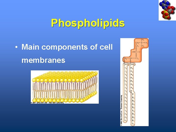 Phospholipids • Main components of cell membranes 