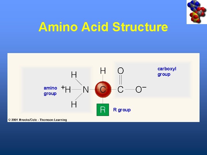Amino Acid Structure carboxyl group amino group R group 