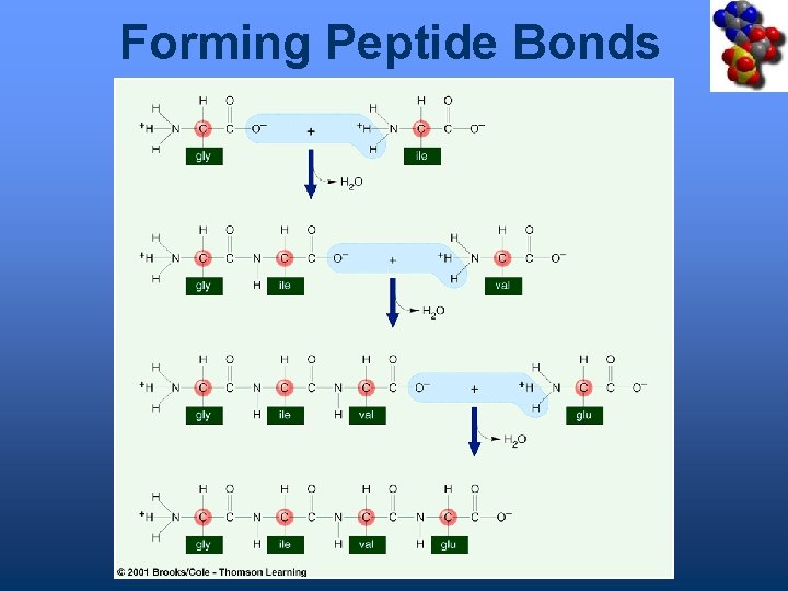Forming Peptide Bonds 