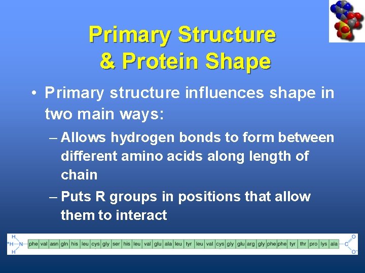 Primary Structure & Protein Shape • Primary structure influences shape in two main ways: