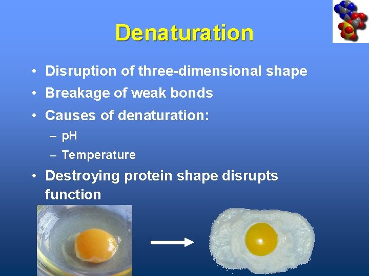 Denaturation • Disruption of three-dimensional shape • Breakage of weak bonds • Causes of