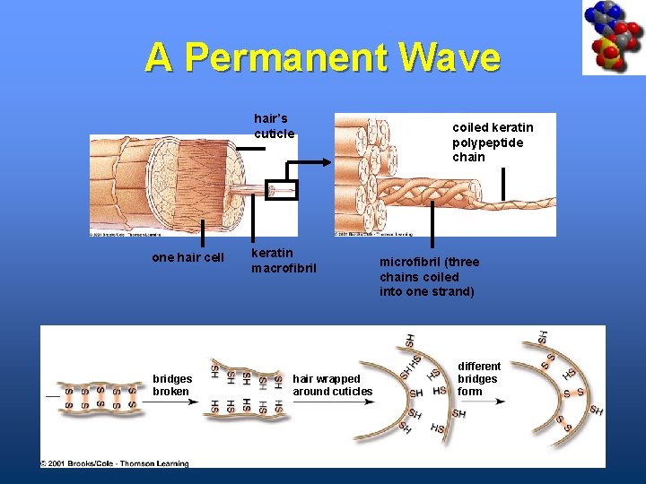 A Permanent Wave hair’s cuticle one hair cell bridges broken keratin macrofibril hair wrapped