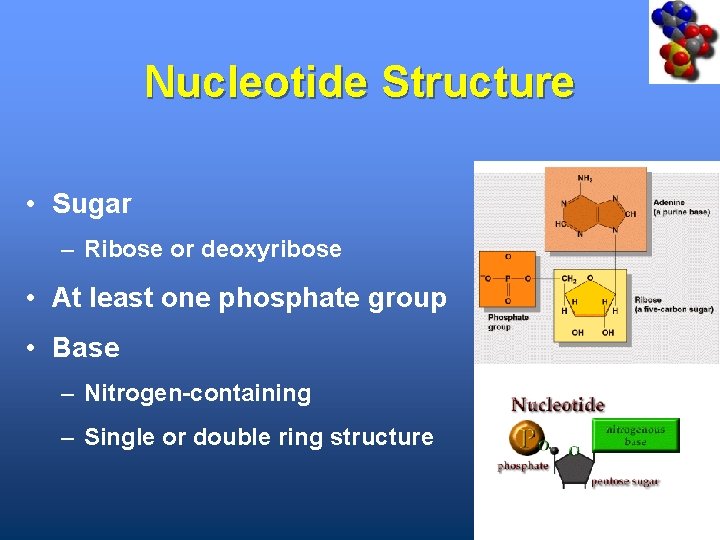 Nucleotide Structure • Sugar – Ribose or deoxyribose • At least one phosphate group