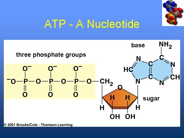 ATP - A Nucleotide base three phosphate groups sugar 