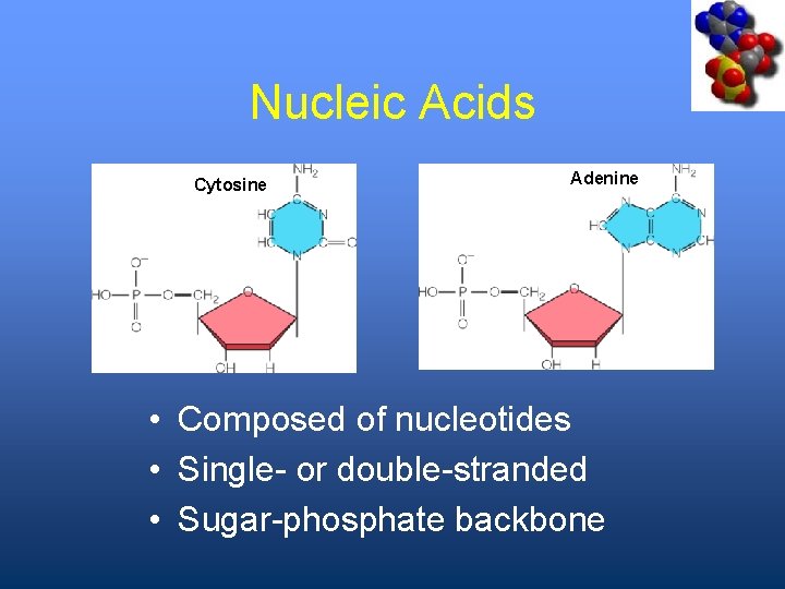 Nucleic Acids Cytosine Adenine • Composed of nucleotides • Single- or double-stranded • Sugar-phosphate