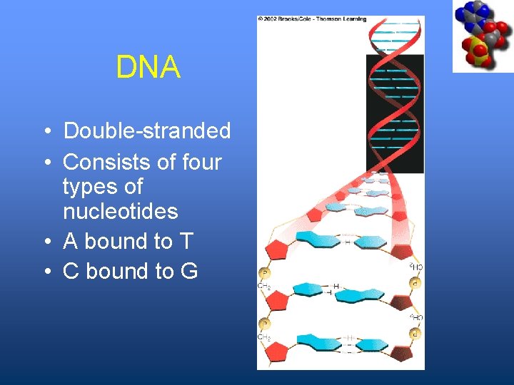 DNA • Double-stranded • Consists of four types of nucleotides • A bound to