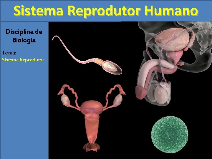 Sistema Reprodutor Humano Disciplina de Biologia Tema: Sistema Reprodutor 