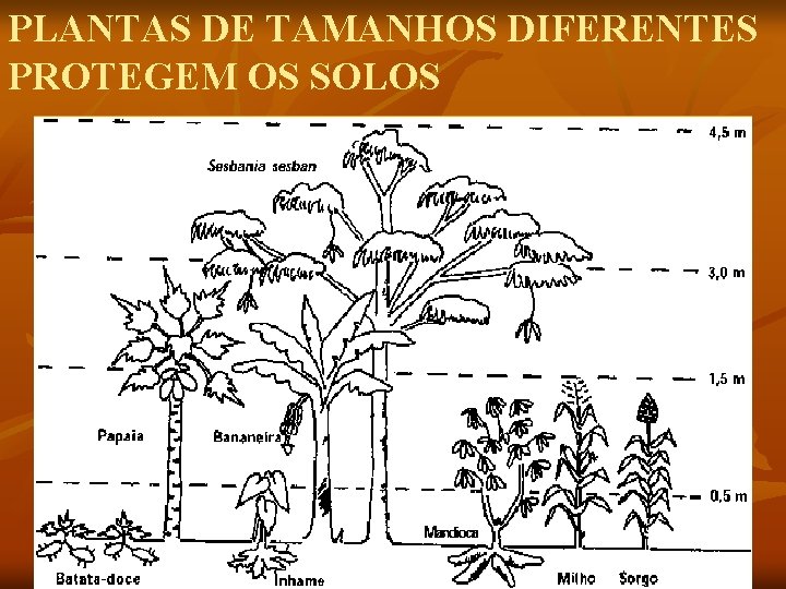 PLANTAS DE TAMANHOS DIFERENTES PROTEGEM OS SOLOS 