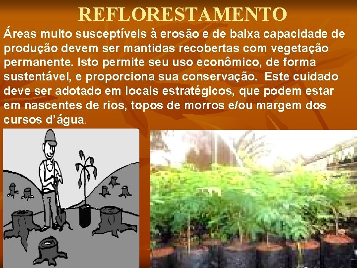 REFLORESTAMENTO Áreas muito susceptíveis à erosão e de baixa capacidade de produção devem ser