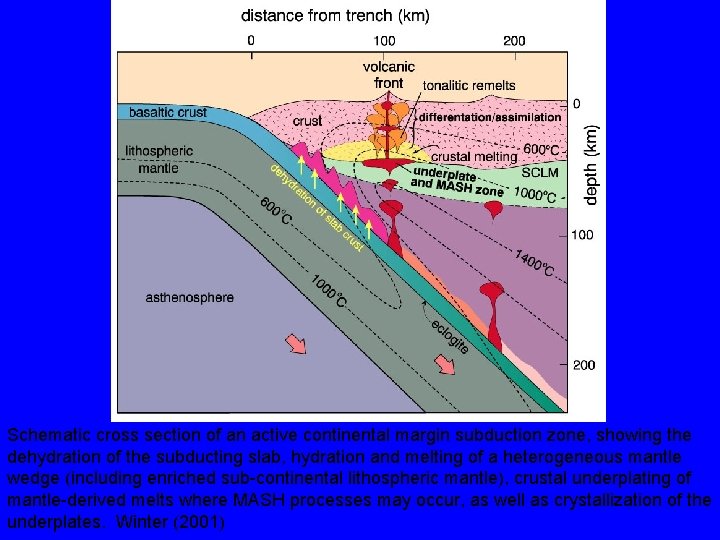 Schematic cross section of an active continental margin subduction zone, showing the dehydration of