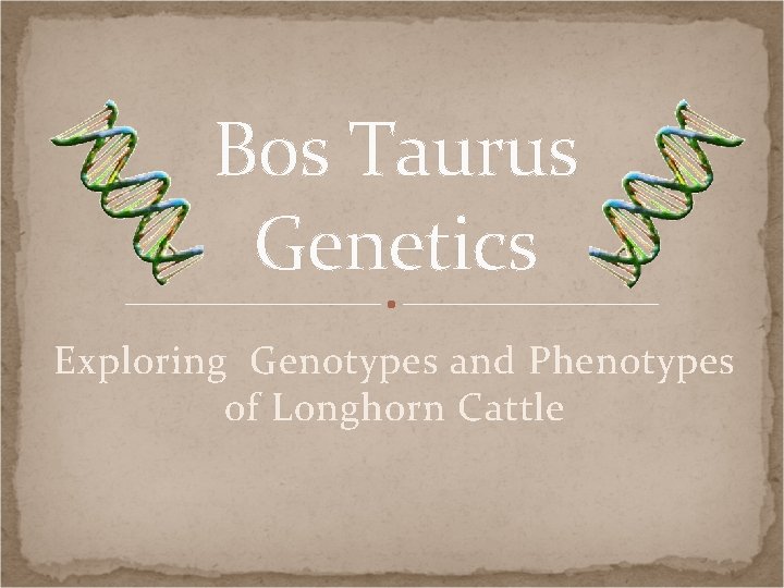 Bos Taurus Genetics Exploring Genotypes and Phenotypes of Longhorn Cattle 